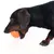Chien à poil court tenant une balle orange en plastique dans sa gueule, vu de profil sur fond blanc.