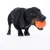 Chien teckel noir et feu tenant une balle orange en plastique dans sa gueule, sur fond blanc.