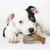 Dog with white and black fur chewing on a Benebone chew toy in the shape of a bone.