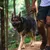 Deutscher Schäferhund an einer Leine, geführt von einer Person im Wald.