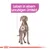 Texte en allemand : Leben in einem unruhigen Umfeld, avec illustration d’un chien et un cercle sur son abdomen. Texte non traduit.