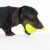 Gravhund med gul tennisbold i munden, flere tennisbolde i baggrunden.