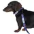 Chien brun foncé avec collier bleu et laisse assortie, imprimés de motifs colorés et marquage de sécurité.