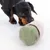 Chien noir à poil court jouant avec un jouet en tissu vert et beige, forme cylindrique, sur fond blanc. Matériaux visibles : tissu côtelé et peluche.