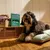 Dog lying on a green cushion next to a pack of Earth Rated Poop Bags and a box with dog accessories.