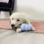Chiot allongé sur un tapis rose mâchant un jouet bleu en caoutchouc marqué KONG.