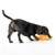 Mørkebrun hund leger med et orange legetøj formet som et ben på hvid baggrund.
