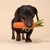 Hund med orange legetøj formet som en gulerod i munden.