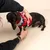 Person zieht einem kleinen Hund einen rot-weissen Pullover mit Zickzack-Muster an. Demonstration der Nutzung eines Hundepullovers.