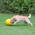 Dog playing with a large yellow ball on a lawn.