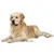 Royal Canin Golden Retriever Adult 12 kg til spesialpris!