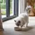 Witte kat eet uit een bak met droogvoer in een lichte kamer met houten vloer en grote ramen.