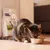 Gato comiendo de un cuenco de acero inoxidable, al fondo hay una bolsa de comida para gatos. Gato comiendo de un cuenco de acero inoxidable, al fondo hay una bolsa de comida para gatos.