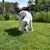 Bobby Pont gioco per cani