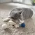 Aumüller Jouet pour chat Loopy Spiral - 1 jouet Aumüller Jouet pour chat Loopy Spiral - 1 jouet