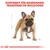 Sortiment für Rassehunde: Französische Bulldogge. Illustration eines Hundes mit anatomischen Skizzen.