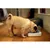 Small dog eating from an automatic feeder with a transparent lid, demonstrating product use in a home setting.