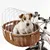 Cestino in vimini con griglia metallica montato su bicicletta, cane bianco seduto all'interno. Manubrio e parte anteriore della bici visibili.