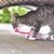 Graue Katze spielt mit einem rosa Stoffspielzeug auf einer Holzterrasse.