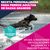 Eukanuba Premium Nutrition Adult Large & Giant Breed pollo