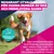 Eukanuba Premium Nutrition Adult Small & Medium Breed Salmon