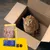 Sac de croquettes Josera DailyCat Adult avec croquettes visibles, chat roux assis dans un carton. Texte visible : Josera DailyCat Adult, 82 %, 33/16.