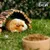 Burgess Excel lettering, guinea pig under wooden bridge on grass, food bowl in the foreground. Burgess Excel lettering, guinea pig under wooden bridge on grass, food bowl in the foreground.