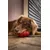 KONG Classic Dog Toy