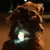 Leuchtendes Halsband mit grünem LED-Licht, getragen von einem Hund bei Nacht. Sichtbarkeit und Sicherheit im Dunkeln.
