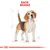Illustration af en Beagle med teksten 'RACE: BEAGLE' øverst. Skitserede linjer omkring hunden viser proportioner.