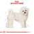 Illustratie van een Bichon Frisé met bovenaan de tekst: 'Ras: Bichon Frisé'.