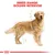 Royal Canin Golden Retriever Adult