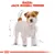 Illustrazione di un cane con testo in alto: Razza: Jack Russell Terrier. Linee e misure stilizzate attorno al cane.