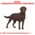Testo: Razza: Labrador Retriever sterilizzato. Illustrazione di un cane Labrador marrone con linee che indicano le dimensioni corporee.