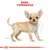 Ilustrație cu un câine de rasă Chihuahua, text vizibil: RASA: CHIHUAHUA. Logo Royal Canin în partea de jos.