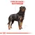 Texte visible : TYPE DE RACE : ROTTWEILER, illustration d’un chien de race Rottweiler debout, fond blanc, logo Royal Canin en bas.