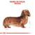 Ilustração de cão com pelo castanho comprido. Texto visível: 'Gama de raça: Teckel'.