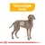 Illustratie van een hond met tekst 'Gevoelige huid' en markering op de vacht, wijst op aandacht voor huidgevoeligheid bij honden.
