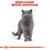 Text: BREED RANGE: BRITISH SHORTHAIR. Bild på en grå katt av rasen British Shorthair med orange ögon, stående mot vit bakgrund med skisslinjer.
