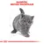 Royal Canin British Shorthair Kitten