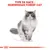 Texte : Type de race : Norwegian Forest Cat, illustration d’un chat norvégien des forêts sous le texte, logo Royal Canin en bas.