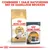 Royal Canin Adult Ragdoll kattenbrokken en Royal Canin Care Intense Beauty natvoeding 85g. Tekst: Combineer 1 zakje natvoeding met de dagelijkse brokken.