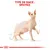 Illustration d’un chat Sphynx avec texte en haut : TYPE DE RACE : SPHYNX. Schéma montrant les proportions corporelles du Sphynx, sans autres informations visibles.