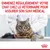 Emmenez régulièrement votre chat chez le vétérinaire pour assurer son suivi médical