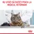 Nu uitați să duceți pisica la medicul veterinar. Text vizibil deasupra unei imagini cu o pisică pe masa de consultație și o persoană în halat alb.