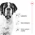 Royal Canin Giant Adult Royal Canin Giant Adult