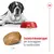 Cane di taglia grande vicino a ciotola Royal Canin con crocchette, dettaglio crocchetta gigante e testo: Crocchetta di dimensioni giganti per incoraggiare la masticazione, scala 1 cm.