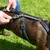 Schwarzes Hundegeschirr mit reflektierenden Streifen wird angelegt, Nahaufnahme der Schnallen und Befestigung am Rücken.