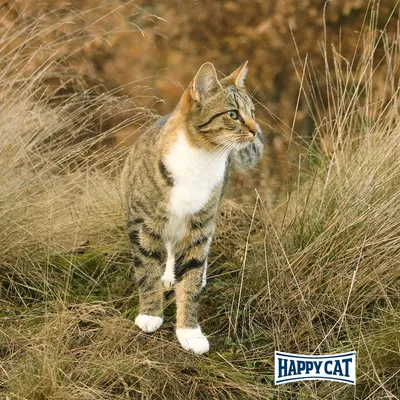 Chat tigré à poil court debout dans l’herbe, logo Happy Cat visible en bas à droite de l’image.