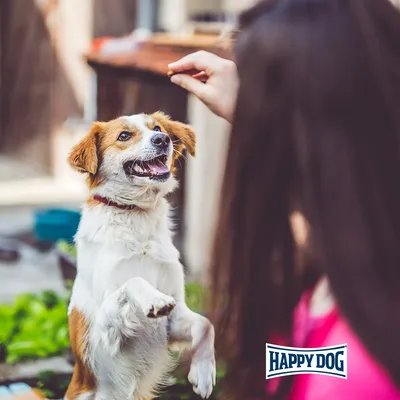 Chien blanc et marron debout sur ses pattes arrière devant une personne tenant une friandise, logo Happy Dog visible en bas à droite.